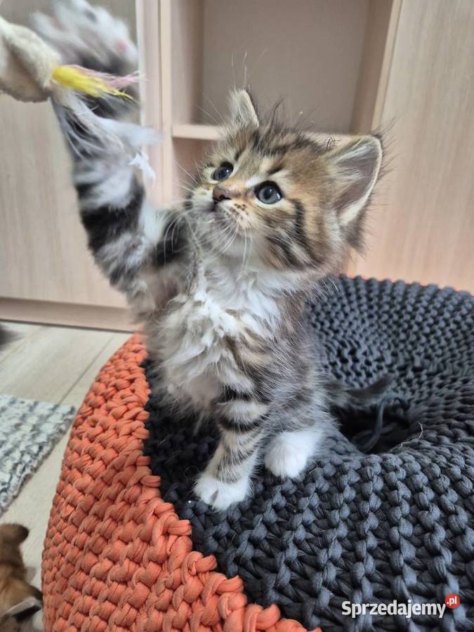 Syberyjska kotka NIKA rodowód FIFE FPL Stary Broniszew sprzedam