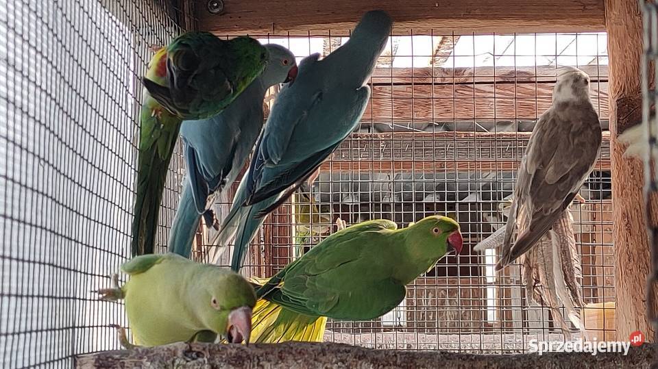 Papugi rozelle aleksandretty sprzedam