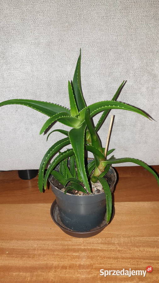 Aloes zielony roślina rosnąca wysokość 30 Dom i Ogród Warszawa