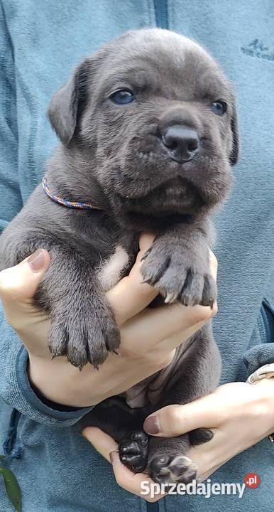 Cane Corso FCI