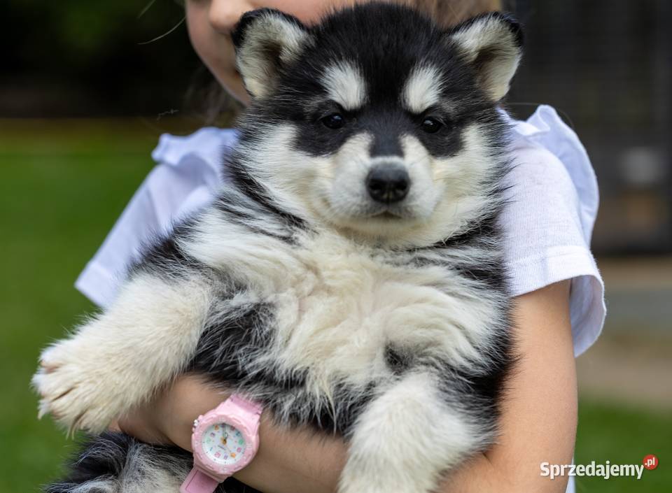 Piękna Sunia Siberian Husky szczenię Wola Zarczycka