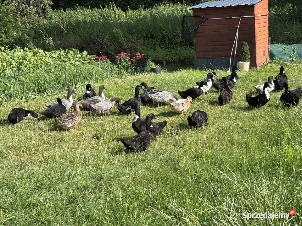 Kaczki pomorskie rasowe czarne niebieskie Piła sprzedam