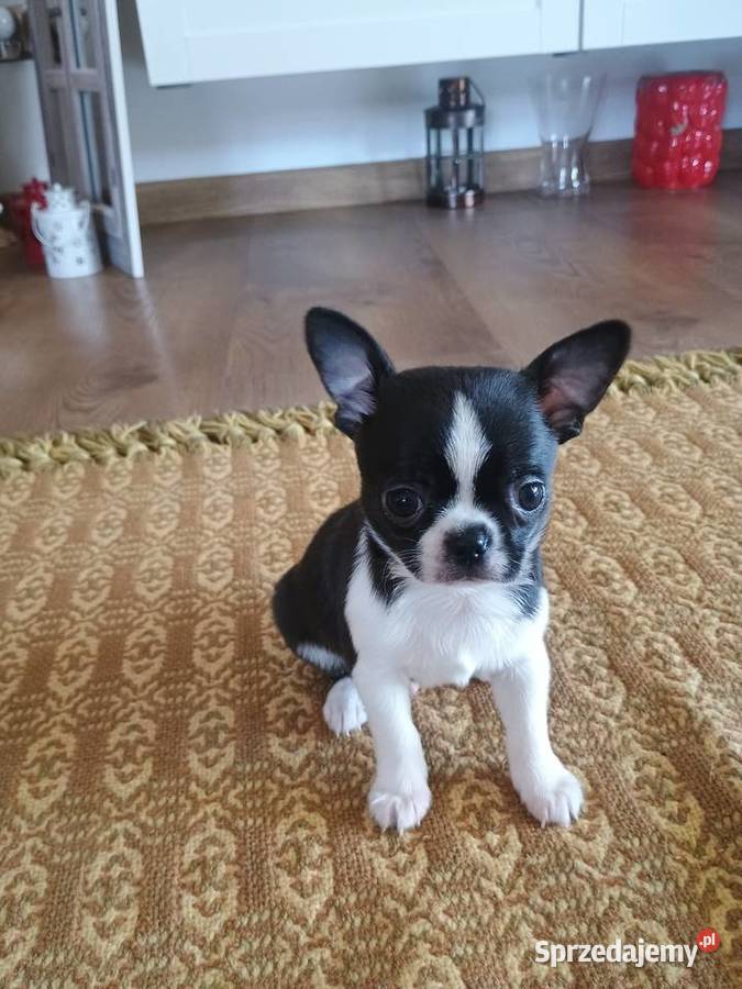 Chihuahua przepiękny chłopiec xxs Radomsko sprzedam