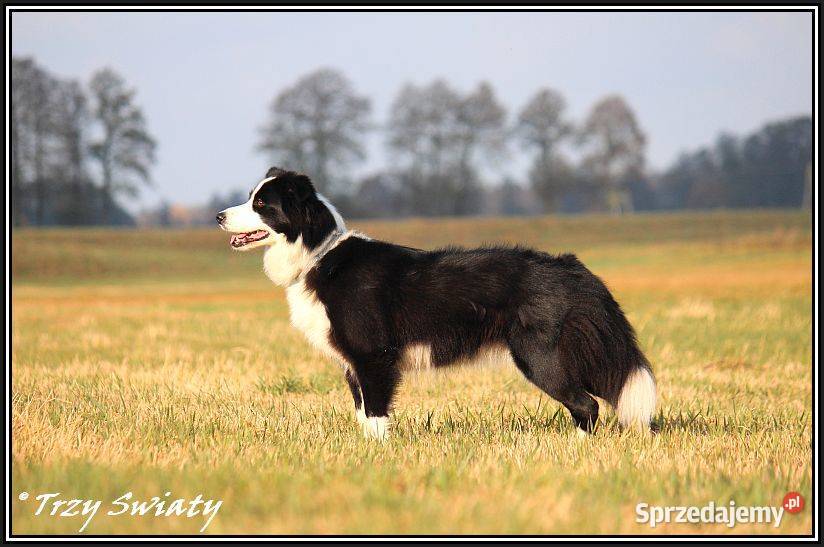 Border Collie szczenięta rodowód ZKwP FCI wielkopolskie