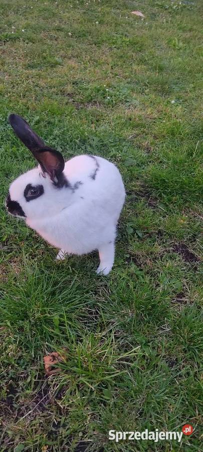 Sprzedam króliki Krotoszyn