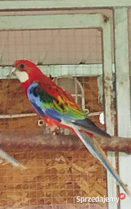 Dorosła samica Rozella 2022 świętokrzyskie