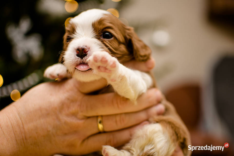 szczeniaki z rodowodem rasy Cavalier King Kiełpino
