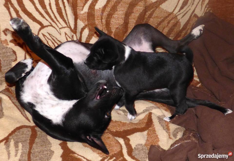 Basenji ukochany synuś mamuni TEDI Z GREMLINKOWA Zwierzęta Pabianice