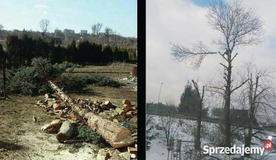 Wycinka drzew metoda tradycyjną Rybnik