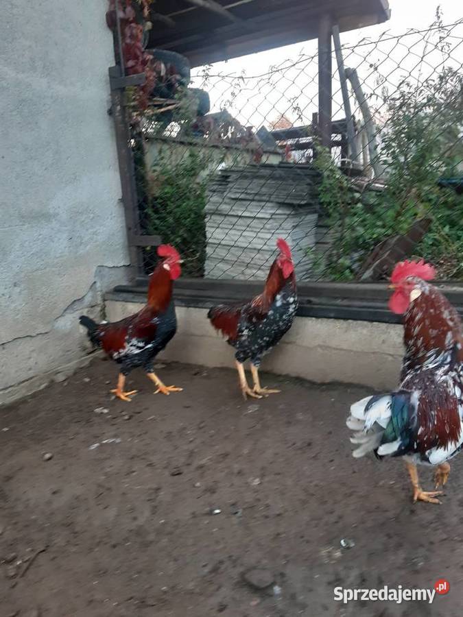 Koguty rasy Dominat Drób i ptactwo Bielany sprzedam