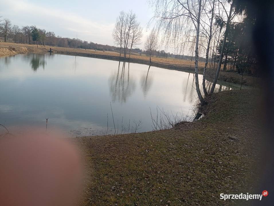 Sprzedam gospodarstwo rolne 5 hektarów z 3zł/m2 łódzkie Łask