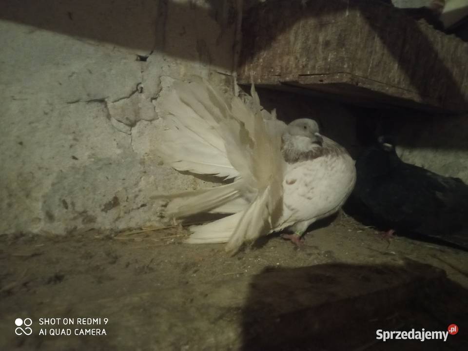 Pawiki gołębie białe siwe czarne boki siwe boki Zamość