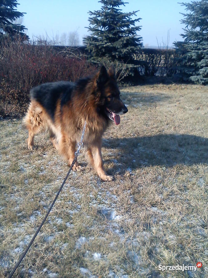 OWCZAREK NIEMIECKI DŁUGOWŁOSY PIES Włocławek