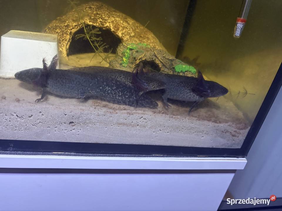 Dwa aksolotle z dokumentami pochodzenia pomorskie Kwidzyn