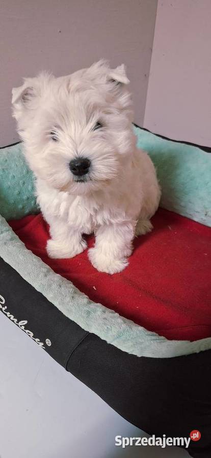 West Higchland White Terrier mazowieckie Przysucha sprzedam