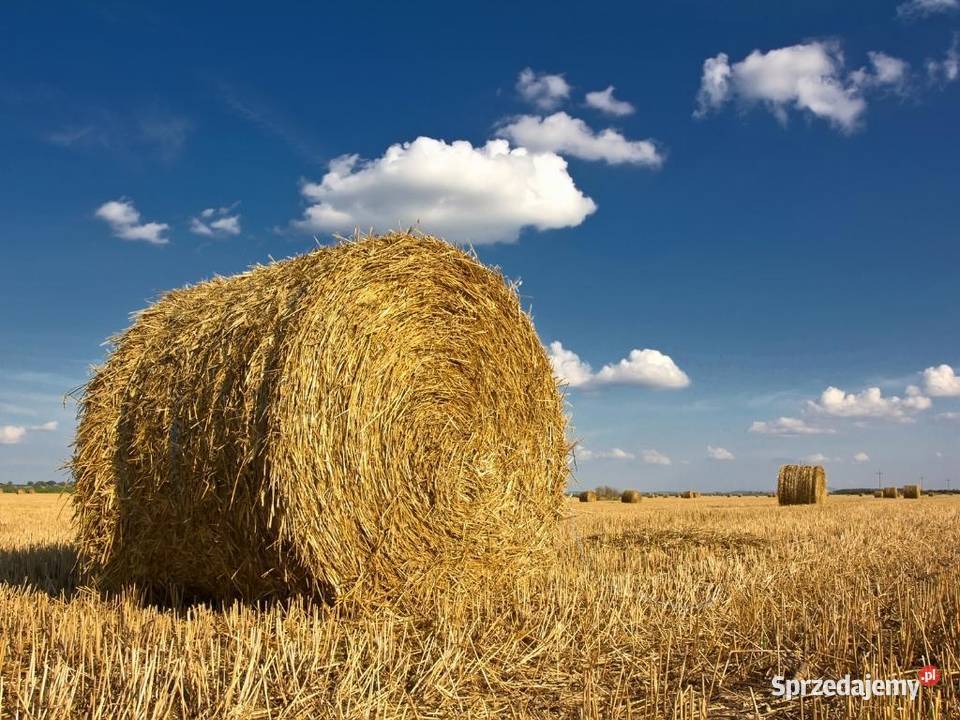 Słoma 2024r bale 120 x 120 Dębica