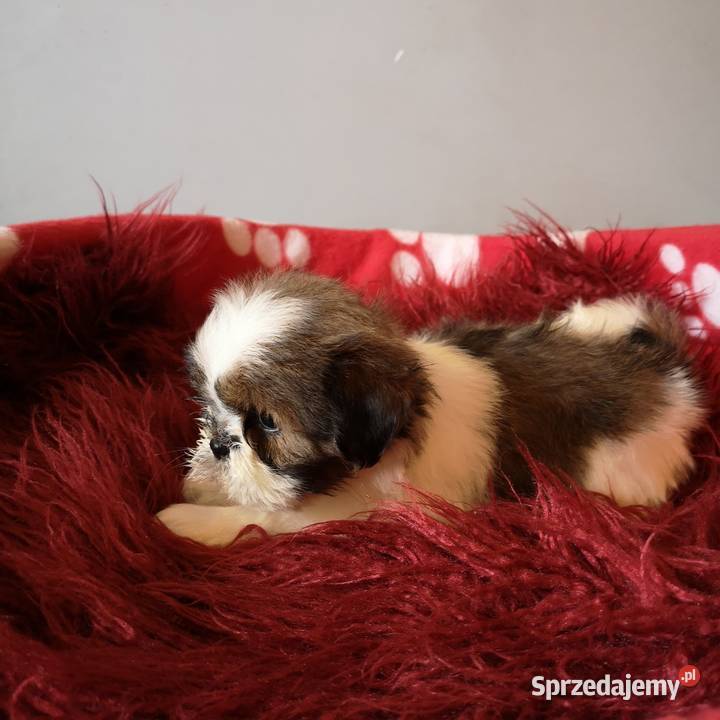 Szczenięta rasy SHIH TZU Biało Czarne Tricolor Szczecinek