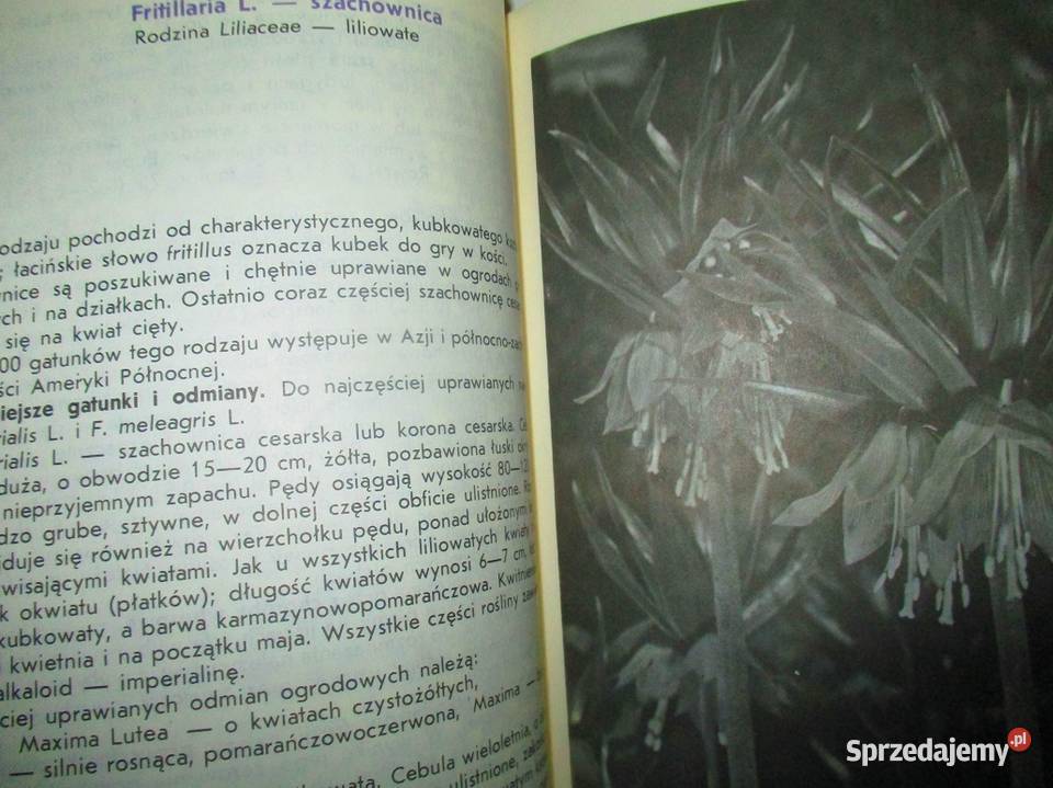 Uprawa cebulowych i bulwiastych roślin dom i ogród Łódź