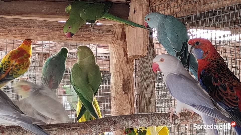 Aleksandretty i inne papugi mnichy Laski