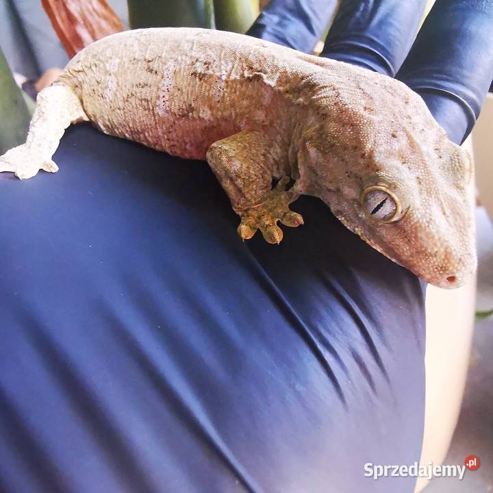 Gekon Olbrzymi Rhacodactylus Lechianus małopolskie
