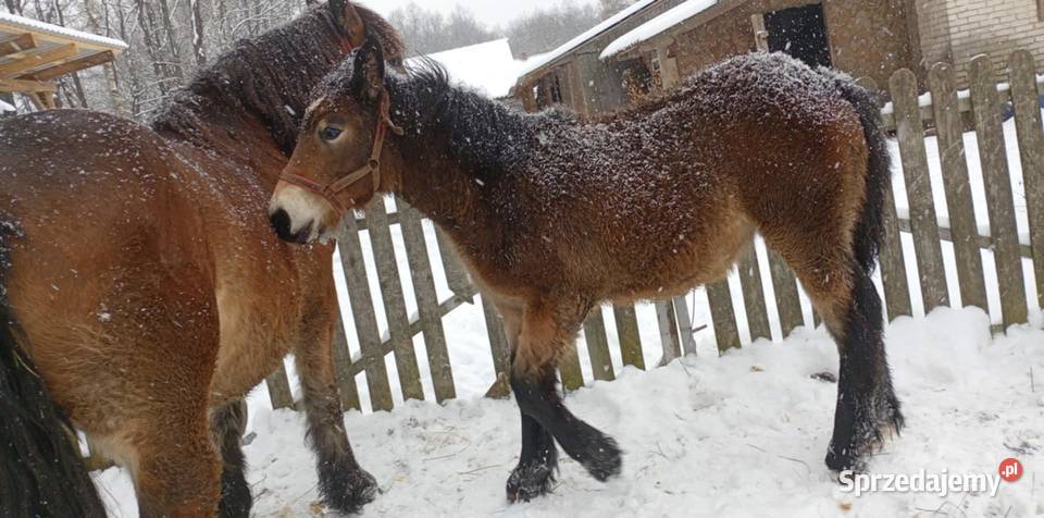 Zrębice klacz koń Majdan Sieniawski
