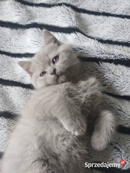 Kot brytyjski Katowice