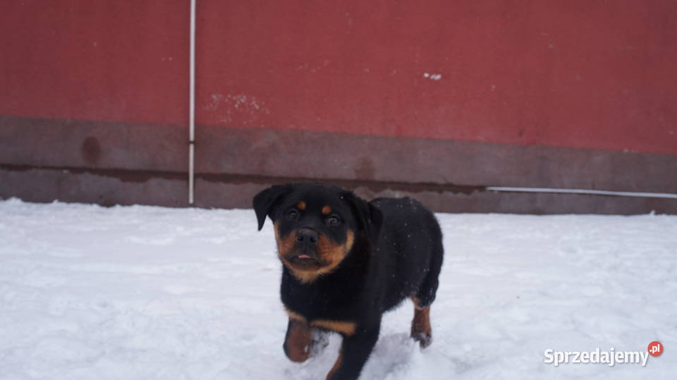 Szczenię Rottweiler Rottweiler kujawsko-pomorskie Bydgoszcz