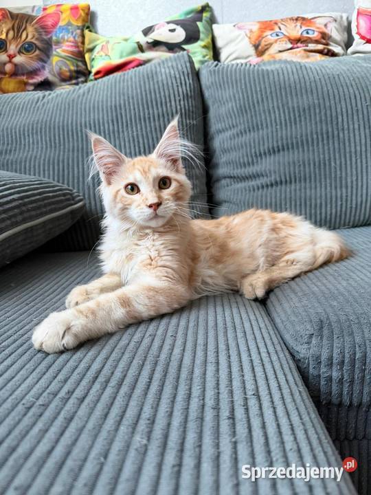 Gandalf Maine Coon pomorskie Starogard Gdański