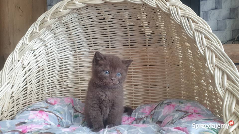 Kotka Brytyjska brązowa Katowice