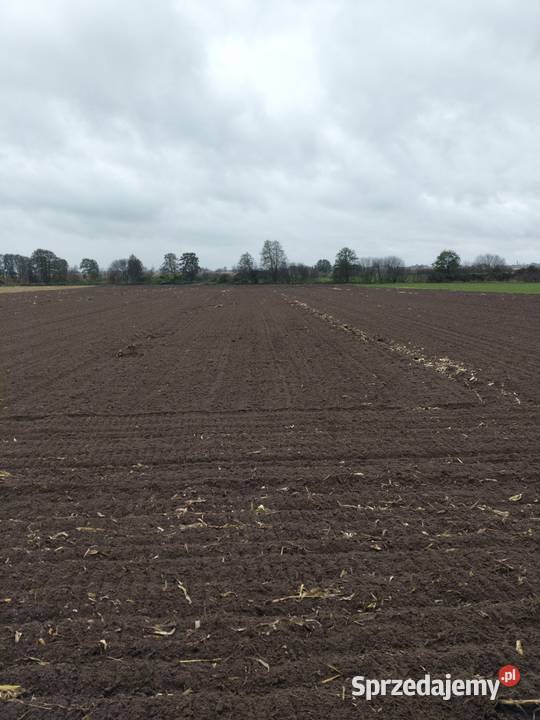 Przyjmę ziemię i łąki w dzierzaw Goliszew sprzedam