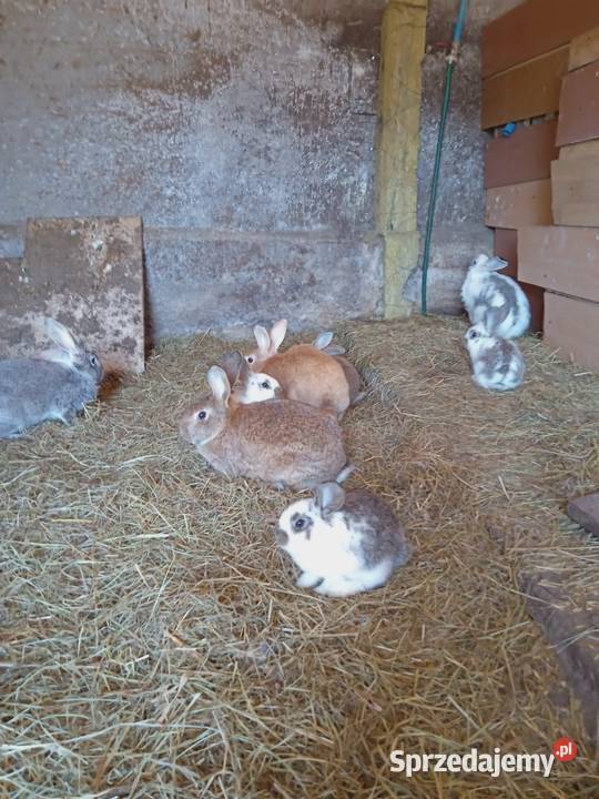 Króliki małe Młode Króle Ostrów Mazowiecka