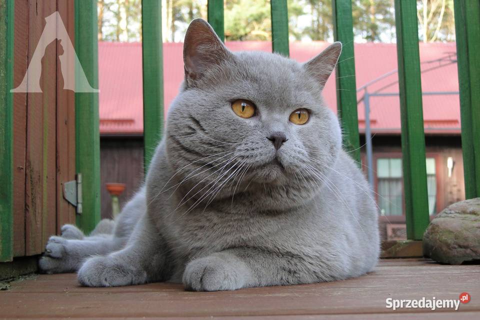 Koty brytyjskie krótkowłose kocurek liliowy FPL Zwierzęta Stara Kiszewa