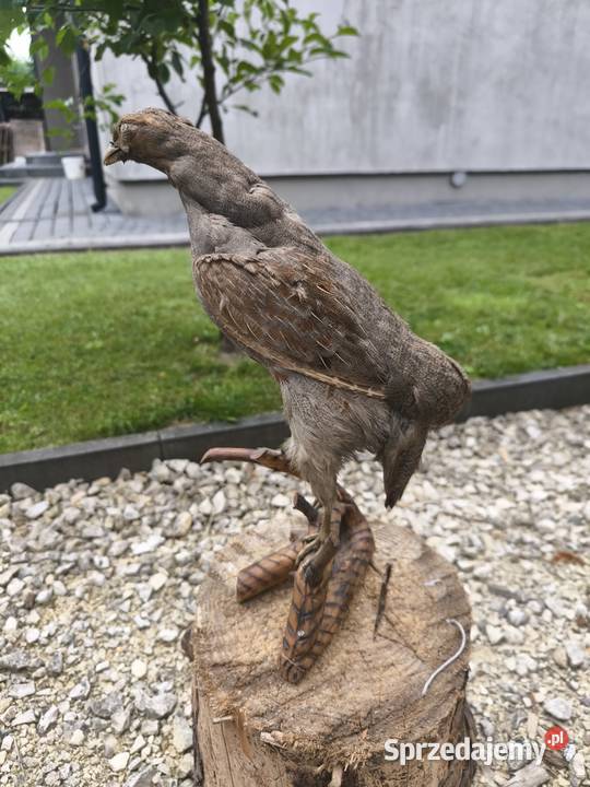 Kuropatwa na drewnianym drewienku Radomsko