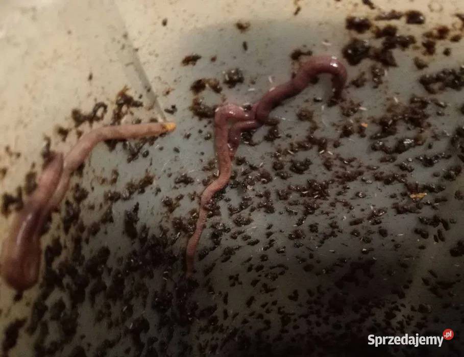 Wrocław Kozanów dżdżownice kalifornijskie 200