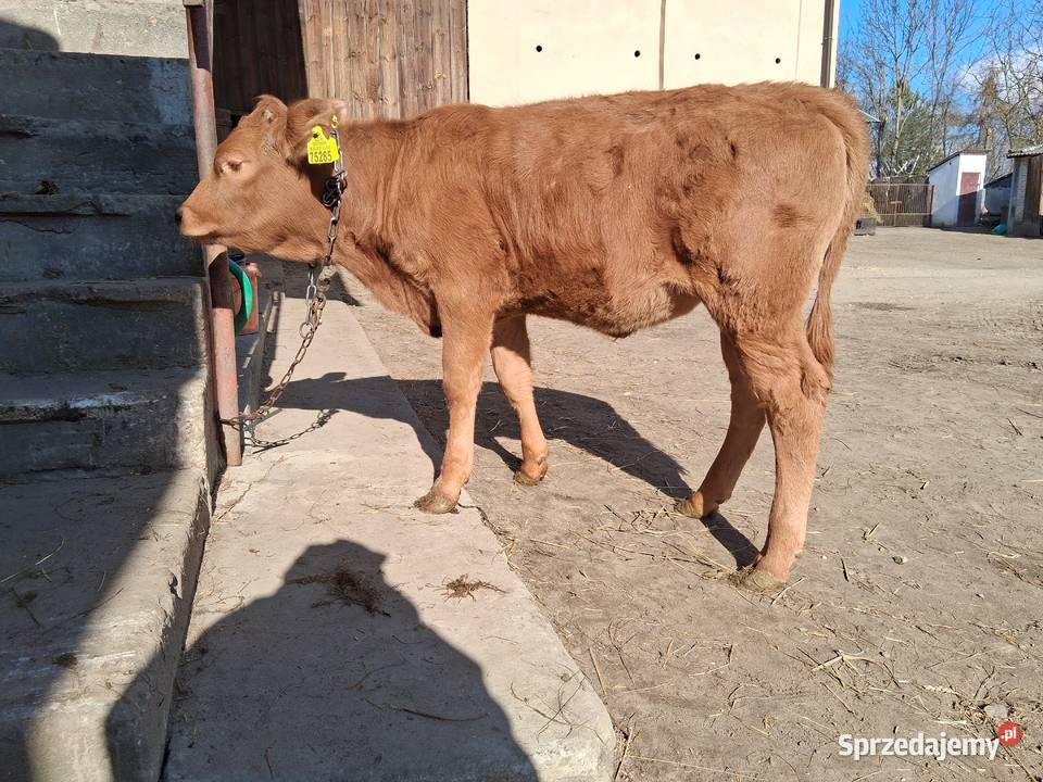 Jałówka mięsna Limusine Stary Solec
