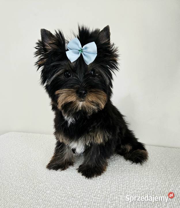 Przepiękny York Do Odbioru Z kompletem Opole sprzedam