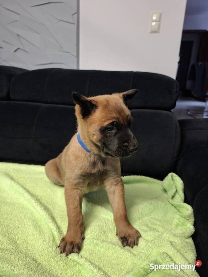Owczarek Belgijski Malinois Szczeniaki Częstochowa