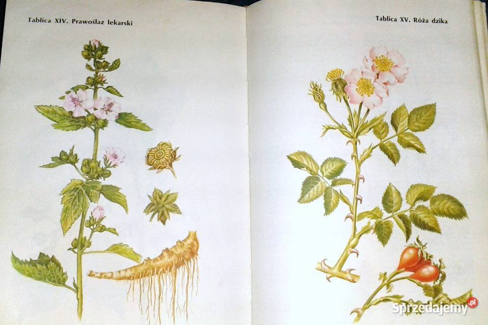 Encyklopedia zdrowia dziecka Opracowanie sprzedam