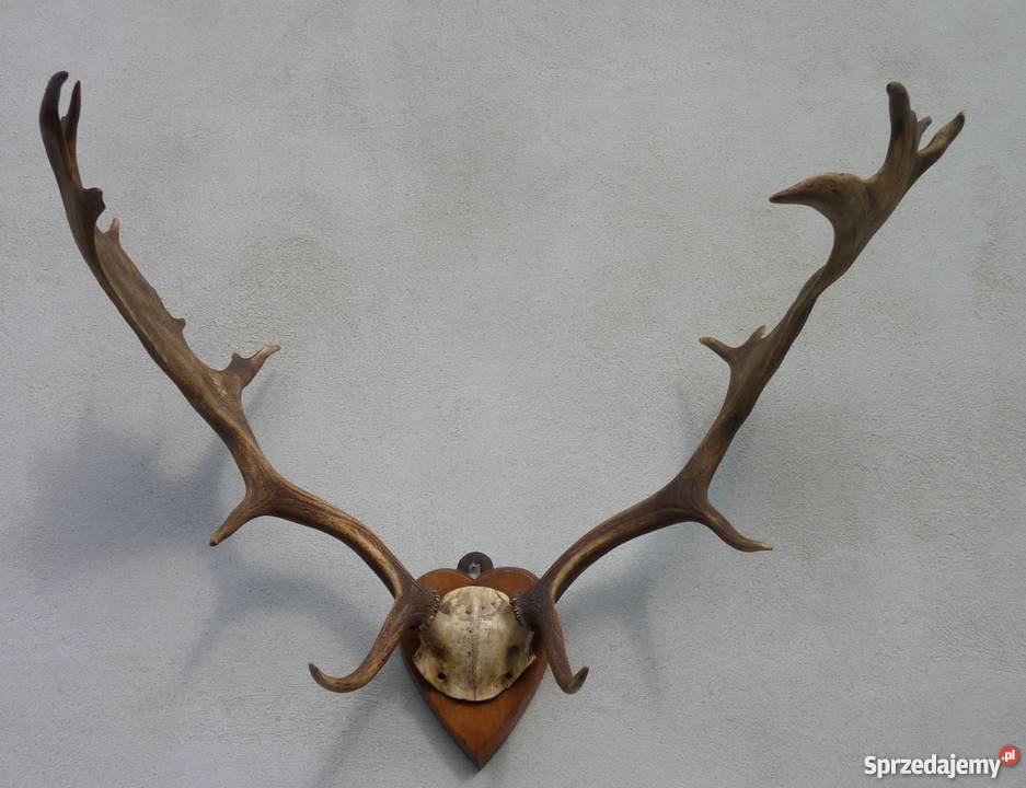 PorożeRogi JeleniaDanielabyka STAN IDEALNY Pszczyna