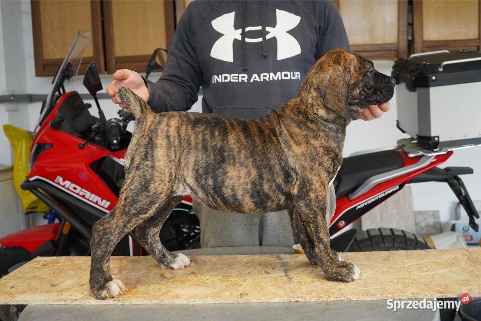 Boerboel Szczenięta mastifa mazowieckie Warszawa sprzedam