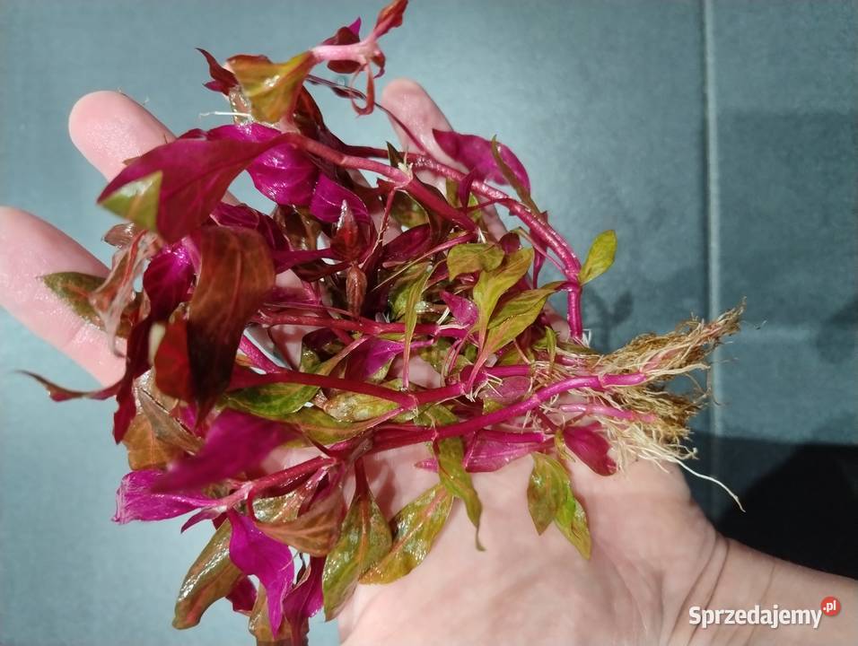 Rośliny do akwarium Bucefalandra Reinecki Pozostałe Kielce