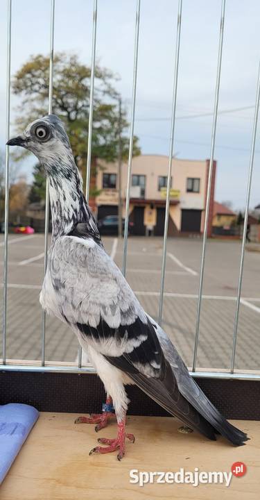 Gołąb Wiedeński lotny szymelka