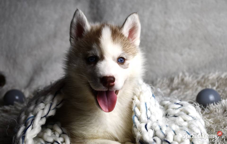 Siberian Husky szczenięta Championie Polski Kalisz