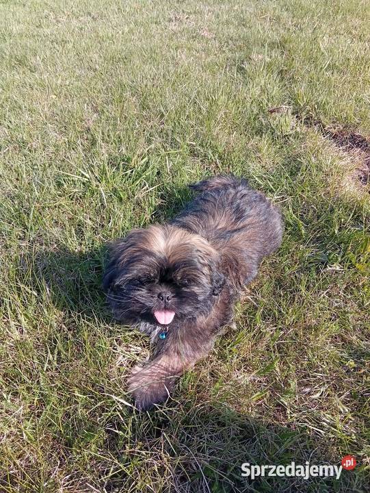 Śliczne shih tzu Szczerców