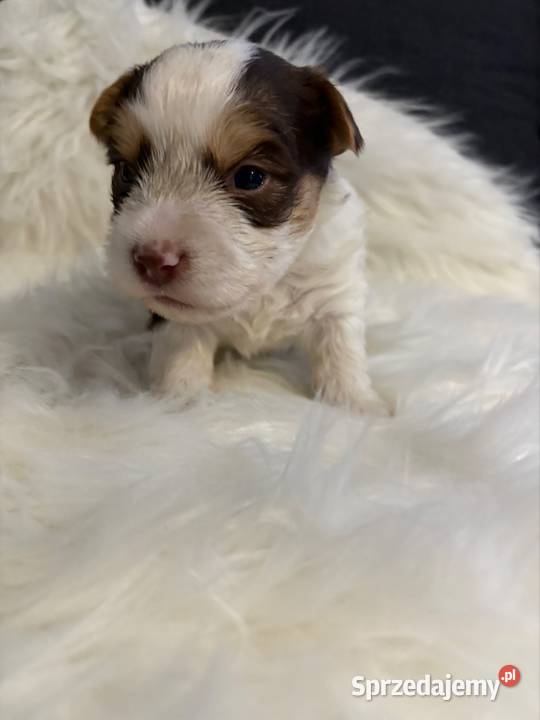 Do Rezerwacji Majlo Yorkshire Terier Brio York wielkopolskie Konin