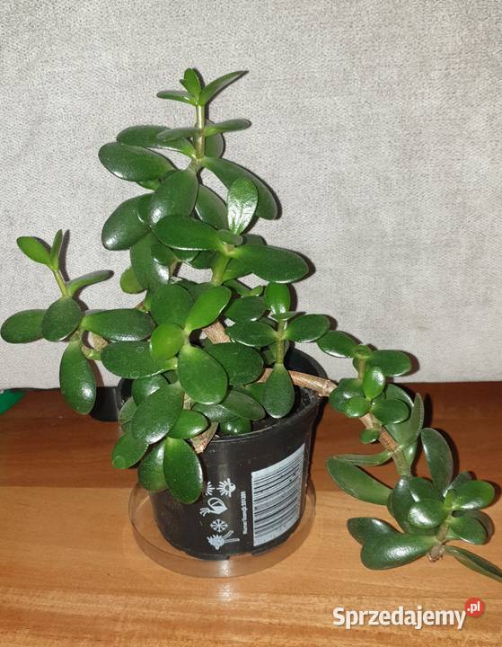 Grubosz crassula drzewko szczęścia 2 Warszawa