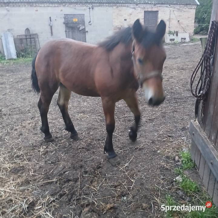 Ogierek zimnokrwisty podlaskie Waniewo sprzedam