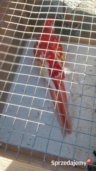 Rozella bialolica rubino samica lęgowa małopolskie Wadowice