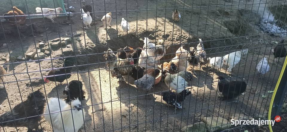Kurki i kogutki ozdobne Komarów-Osada