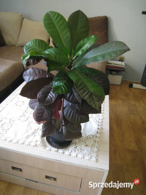 Kroton roślina doniczkowa Pozostałe